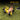 A hand picks up a yellow and black ball on grass for limited flight practice